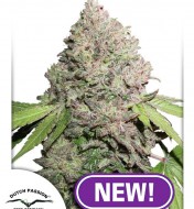 CBD Charlotte's Angel