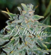 Northern Light Blue Auto