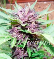 Auto Dark Purple