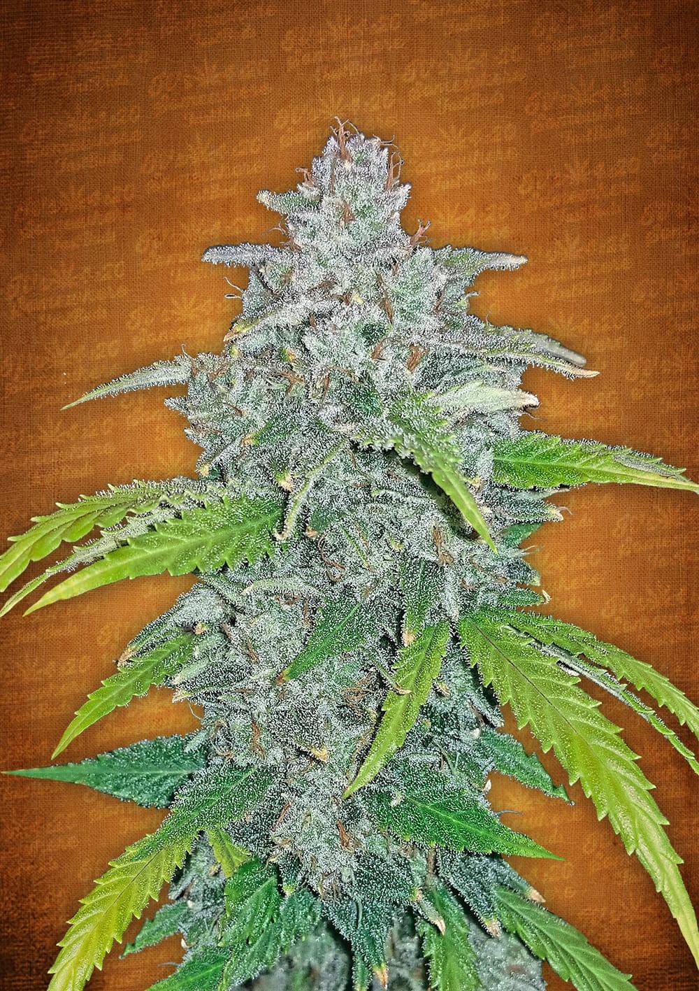 Blue Dream Auto