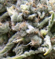 Auto White Widow CBD