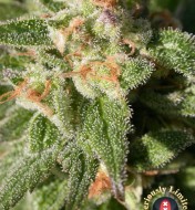 CBD Enriched Warlock