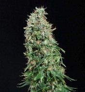 White Russian