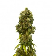 Swiss Dream CBD Auto