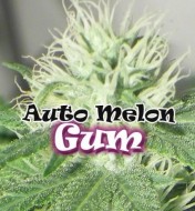 Auto Melon Gum