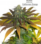 California Orange