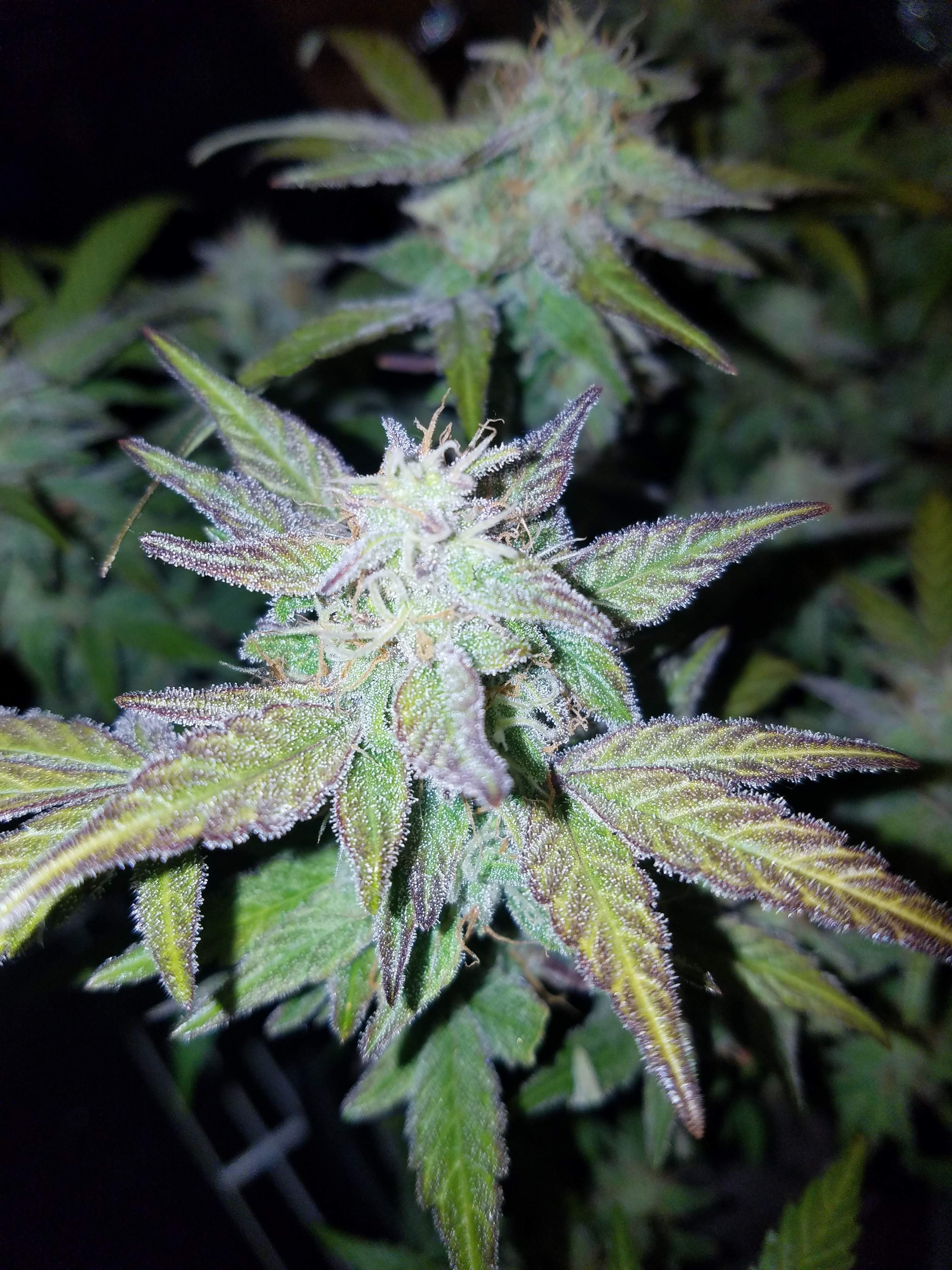 Auto Pineapple Express