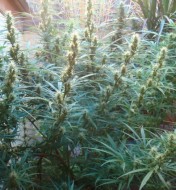 Angel Breathe (Mango Haze X Afghan Haze) Regular