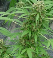 Early Skunk (Early Pearl X Skunk) Regular