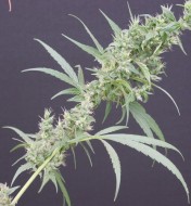 Neville's Haze Mango Regular