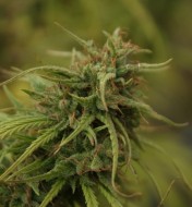 Neville's Skunk (Neville's Haze X Afghan Skunk) Regular