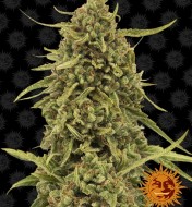 Widow Remedy Regular