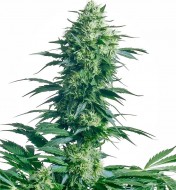 Mother's Finest Regular