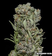 White Critical Express 