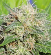 Super Auto Lemon Haze