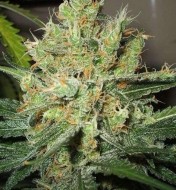 Pure Power Plant Regular