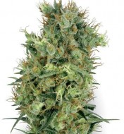 Californian Orange Bud Regular