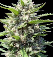 Auto Northern Lights