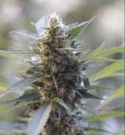 Northern Light X Skunk