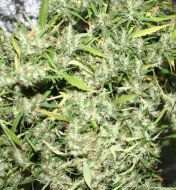 Neville's Haze Regular