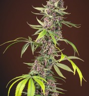 Red Mandarine F1 Fast Version