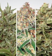 Auto Collection pack 1