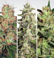 Auto Collection pack 2