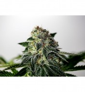 Mystic Cookies Express