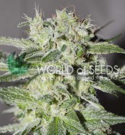 Pakistan Valley Regular