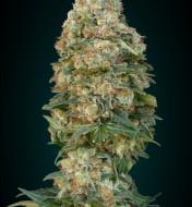 Automatic Collection 4