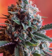 Dark Star x AK-49