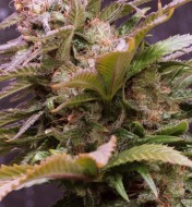 Vision Caramello Auto