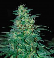 South African Kwazulu Regular