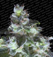 Original White Widow