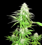 White Widow Original Auto