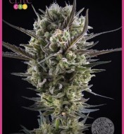 Llimonet Haze Clásica CBD