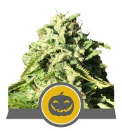 Pumpkin Kush Regular
