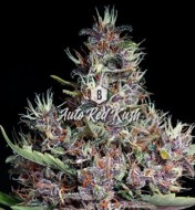 Auto Red Kush