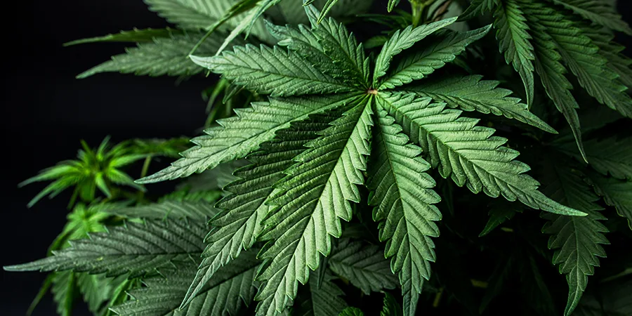 Świeże produkty