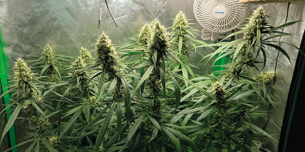 Gorilla Glue Gorilla Glue