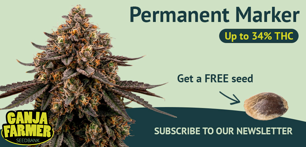 Subscribe to the Newsletter