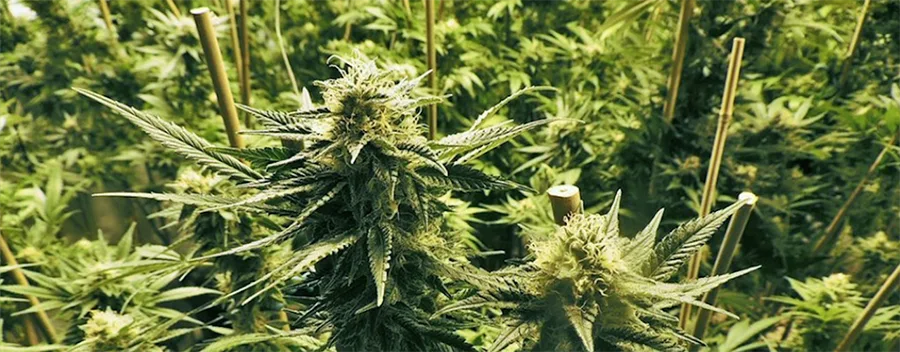 AK-47 outdoor AK-47 outdoor