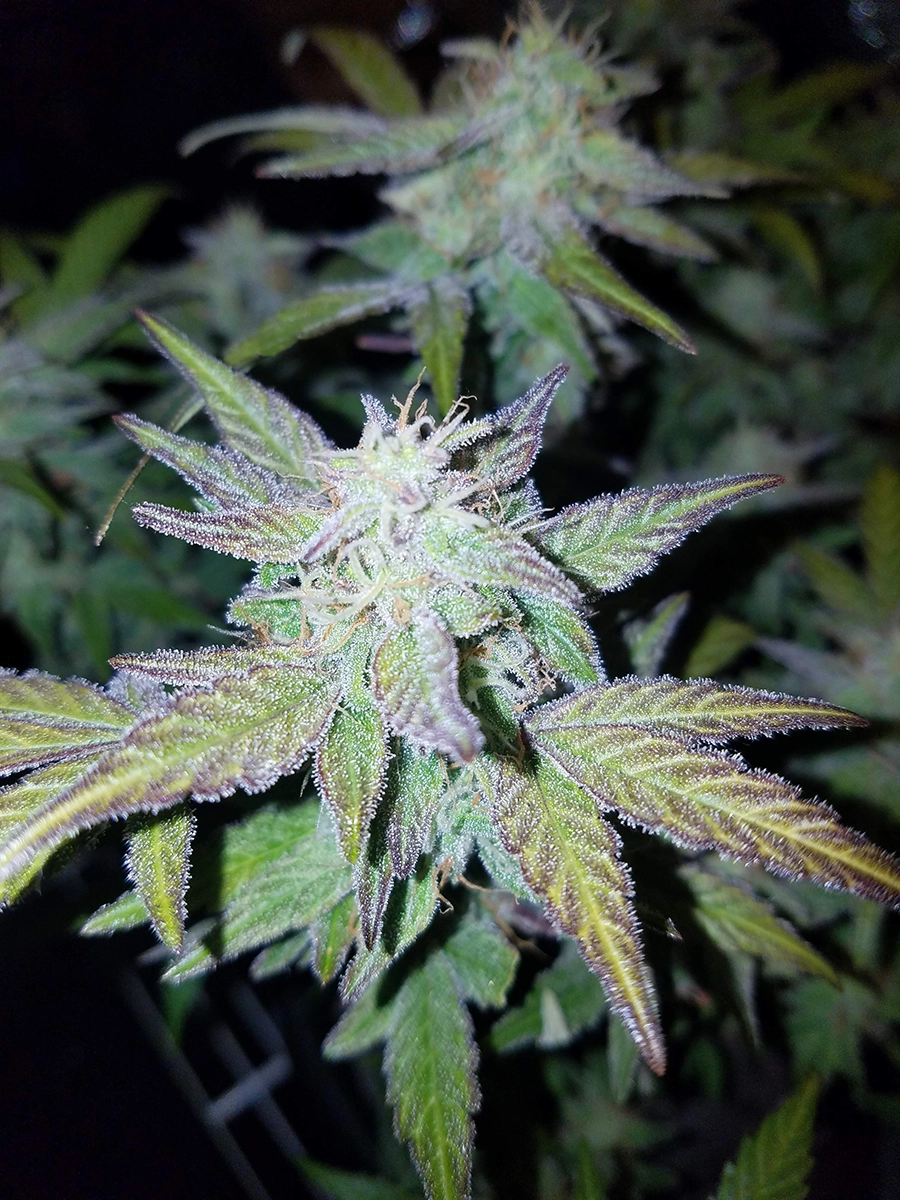 g13 auto-pineapple-express