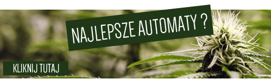 Najlepsze odmiany autoflowering
