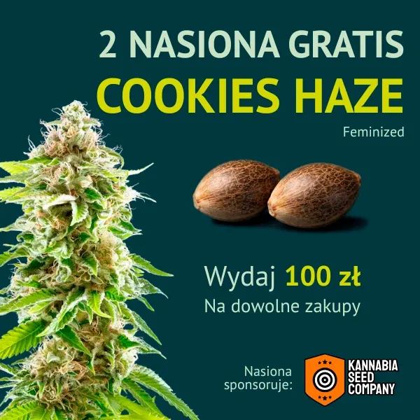 Kannabia Cookies Haze