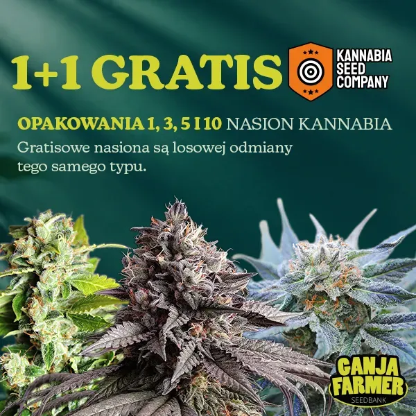 Kannabia 1+1