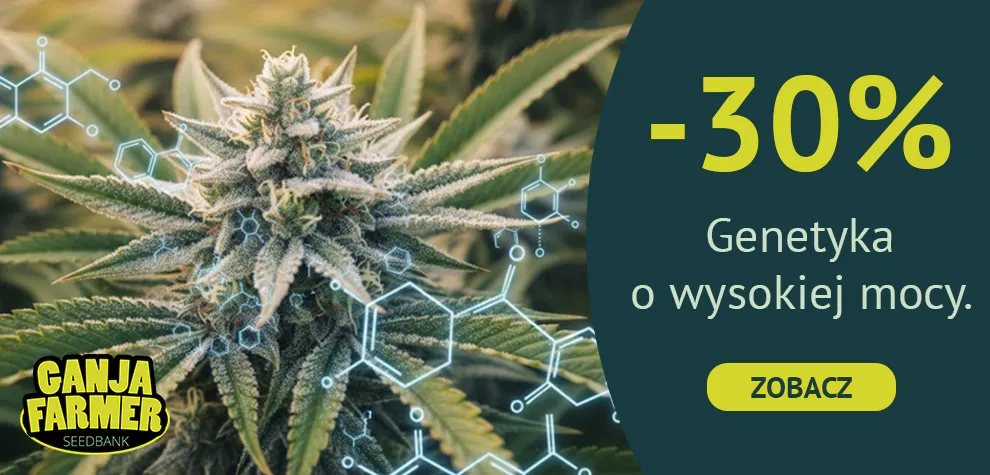 Najmocniejsza marihuana