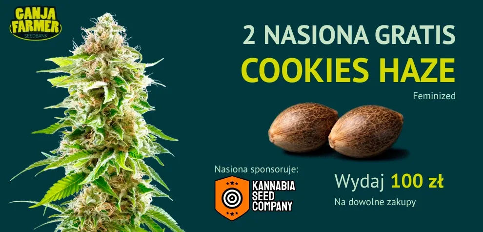 Kannabia Cookies Haze