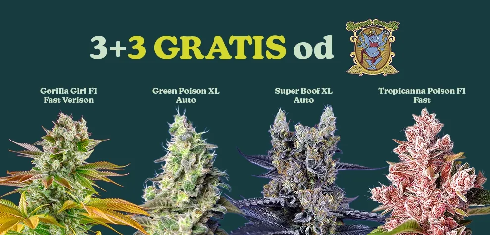 Sweet Seeds Promo