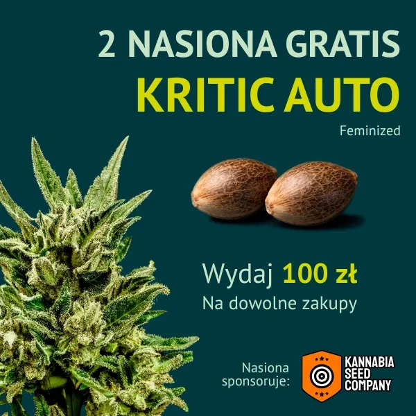 Kannabia Kritik Auto